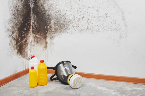 Best Office Mold Removal Services  in Choctaw, OK