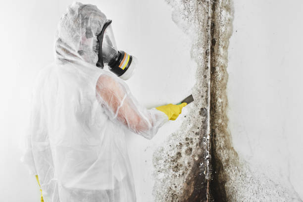 Best Mold Removal Process  in Choctaw, OK