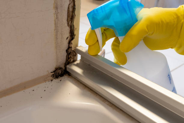 Mold Removal Process in Choctaw, OK