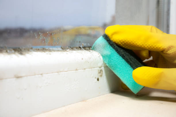 Best Mold Cleaning Services  in Choctaw, OK