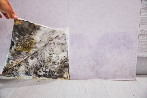 Choctaw, OK Mold Removal Company